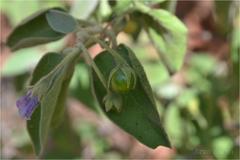 Solanum pubescens